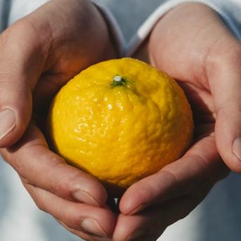 希少柑橘】媛小春 10kg『黄色いのに驚きの甘さ』【流通量の少ないレア