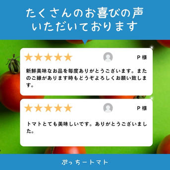 ミニトマト 12キロ 野菜 熊本産地直送 弁当 おかず トマト ミネラル