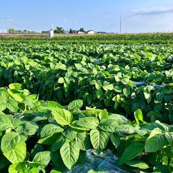 北海道産枝豆　5kg 枝豆5kg 野菜/枝豆通販