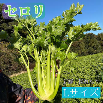セロリ　Lサイズ　3株 Lサイズ　3株 野菜/セロリ通販