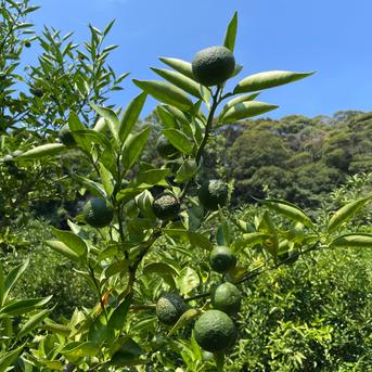 自然栽培】すだち 1kg箱詰 完全無資材／農薬不使用・無肥料・無除草剤