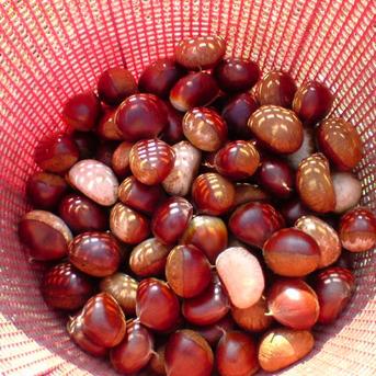 そのまま使える新鮮むき栗 無農薬 自然栽培 | 果物/栗 産直アウル 農家