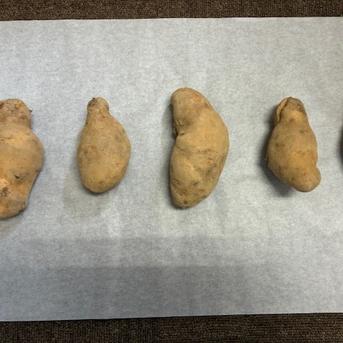 北海道江差町産 メークイン 10キロ ML混合】訳あり 変形・傷あり 沖縄