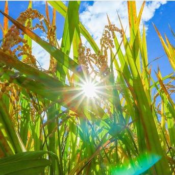 🎍新春初売りギフト5年産【12月限定商品】✨🎁✨送料500円シェア🌾お米ソムリエ監修🌾令和5年新潟県五泉市四ヶ村産食べ比べセット2kg×2  コシヒカリ、新之助 4kg 精白米 コシヒカリ2kg新之助2kg     4kg 精白米 米・穀物/米/精米通販