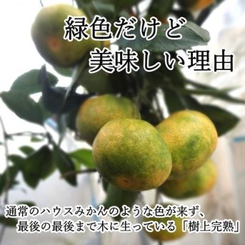 【バラ詰め】さっぱりとした甘さ！グリーンハウスみかん「蜜ツ星（みつぼし）」　お試し品　約２ｋｇ【商品番号36】 2kg 果物/温州みかん通販