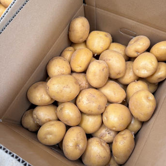 ながさき黄金Lサイズ10kg(春作) ｜ 野菜/じゃがいも 産直アウル 農家