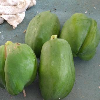青パパイヤ 2kg ｜ 野菜/パパイヤ 産直アウル 農家・漁師など生産者