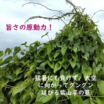 紫山芋100％すりおろし、 小分け100g×6袋、大分市産、冷凍