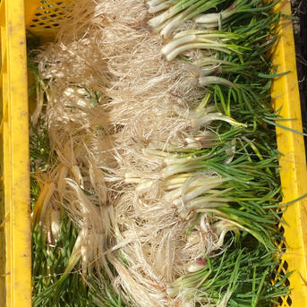 『アウルの日』旬菜　あさつき(浅葱) 春の珍味　極上の香　750g 750g 野菜/その他野菜通販