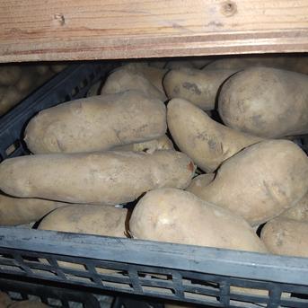 🥔農薬・化学肥料不使用「メイクイーン」3kg　Mサイズ🥔 ジャガイモ（メイクイーン）3kg 野菜/じゃがいも通販