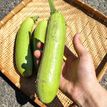 韓国かぼちゃ（エホバク） 3kg（約8~10個） 野菜/ズッキーニ通販