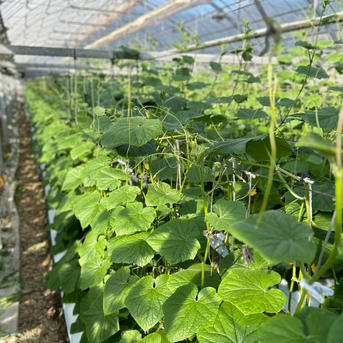 高知県産きゅうり20kg約200本入 ｜ 野菜/きゅうり 産直アウル 農家