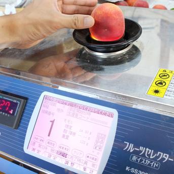 糖度13度以上保証桃【家庭用】当園1番人気の感動完熟桃 約1.5kg9-12玉