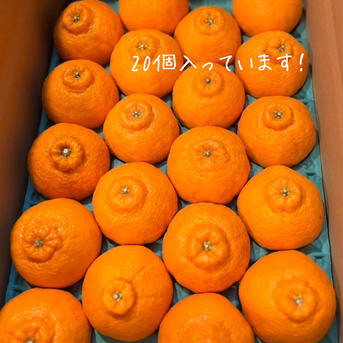 一政園　不知火　（5kg 20個ギフトにも！） 5キロ20個（ギフトにも） 果物/オレンジ・その他みかん通販