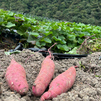 【SS～Sサイズ】ころころ安納芋５ｋｇ（土付き）　1ヶ月超熟成！　自社農園産　安納芋　【アウルの日】 SS～Sサイズ　安納芋５ｋｇ 野菜/さつまいも通販