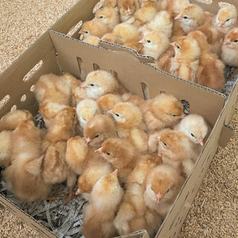 《冷蔵》平飼い有精卵／Sサイズ【40個】 10個入り×4パック 卵/鶏卵通販