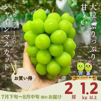 【お徳用】岡山県産＊甘々シャインマスカット2房【1.2kg】 2房　1.2kg 果物/ぶどう通販