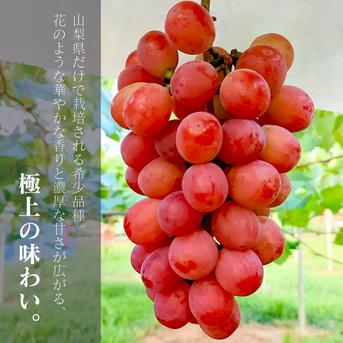葡萄食べ比べ‼️シャインマスカット・サンシャインレッド・スカーレット 完売御礼】ぶどう2種食べ比べ（シャインマスカット