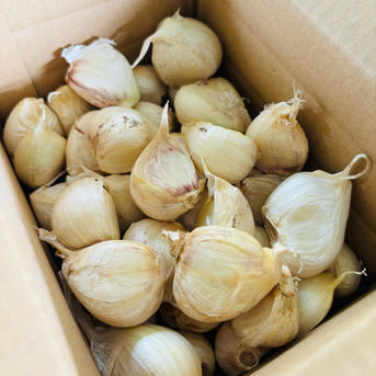 新物 青森県 バラにんにく10Kg 大 種可 【公式通販】
