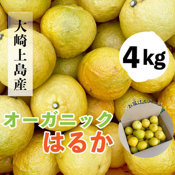 有機JAS認証　大崎上島産オーガニックはるか　4キロ 4kg 果物/オレンジ・その他みかん通販