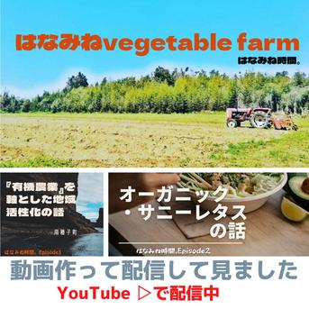 希少なオーガニックセロリ【有機JAS認証】10kg 10kg 野菜/セロリ通販