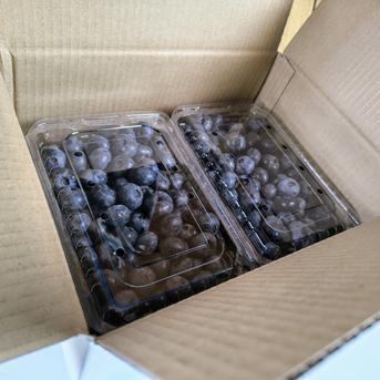 朝摘みブルーベリー　箱いっぱい‼️ ワケあり）朝摘み 自然栽培 ブルーベリー 1kg ｜ 果物/ベリー類 産直