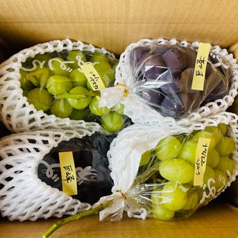 農薬節約栽培】 巨峰・シャインマスカット(種なし) 2キロ箱 山梨県産