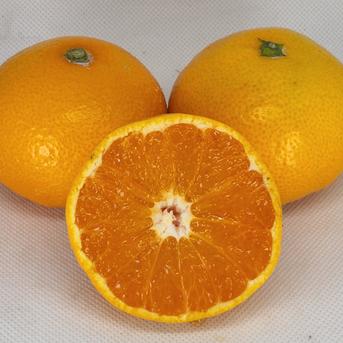 箱込約5㌔　毎年1,000箱以上売れるゲリラセールミカン 箱込約5㌔　ゲリラみかん 果物/温州みかん通販