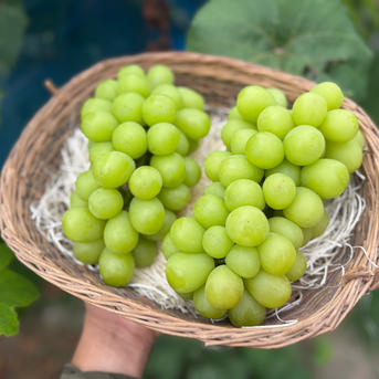 予約　シャインマスカット7房 予約 シャインマスカット7房 【公式通販】