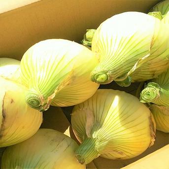 淡路島新玉ねぎ 20kg（早生・七宝） ｜ 野菜/玉ねぎ 産直アウル
