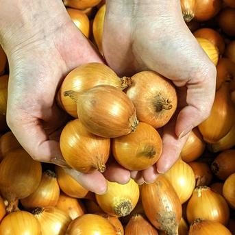 【ペコロス】やさしい風の農薬不使用有機栽培 小玉ねぎ10キロ 10キロ 野菜/玉ねぎ通販