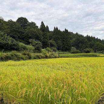 玄米 魚沼産コシヒカリ 15kg 令和7年産 ｜ 米・穀物/玄米 産直アウル
