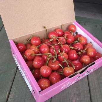 山梨県産　紅てまり２Ｌ　５００ｇ １箱（５００ｇバラ詰め） 果物/さくらんぼ通販