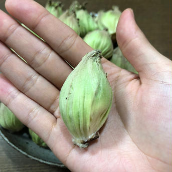【予約特典10%増量！】ふきのとう『秋田ふき』2kg(約160~180個) 2kg(約160~180個) 野菜/山菜通販