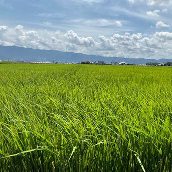 令和7年産お米 夢つくし玄米10kg特別栽培農法 | 米・穀物/玄米 産直