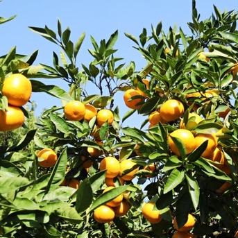 【10kgM〜Lサイズ】糖度13度以上のプレミアム有田みかん　和歌山県有田産 M〜Lサイズ混合10㎏　箱込み 果物/温州みかん通販