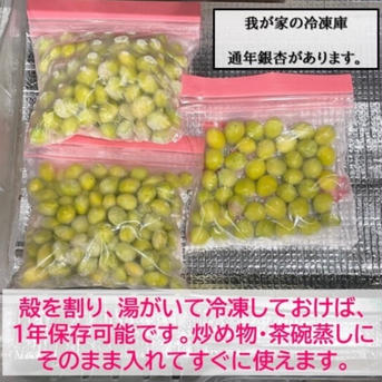 《10月20日 最終締め切り》  ＊祖父江銀杏《久寿》2Lサイズ ５００ｇ 野菜/その他野菜通販