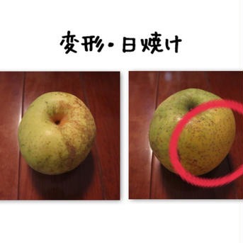 【かおり】3kg（4〜5玉）【家庭用】2024夏！幻の梨！ 【かおり】3kg（4-5玉）【家庭用】 果物/梨通販