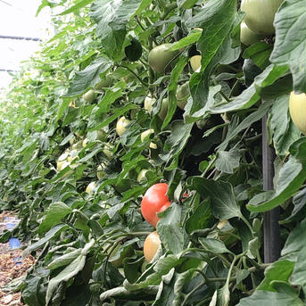 朝採れ！旨味がぎゅっと詰まった小さな桃太郎トマト 3キロ（35個前後） 野菜/トマト通販