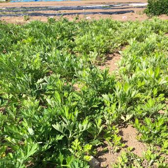 新芽限定】やわらか栽培ヨモギ 200g 栽培時無農薬 ｜ 野菜/その他野菜