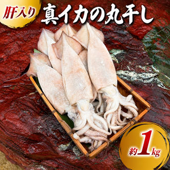 訳あり】 真イカの丸干し 約1キロ 大中サイズ ｜ 魚介類/イカ 産直