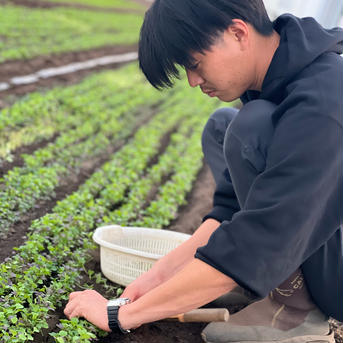 富丘農園のマイクロリーフ 600g 野菜/葉物通販