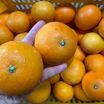 うわじまのまどんな【無選果】あいか２８号４ｋｇ 4kg 果物/オレンジ・その他みかん通販