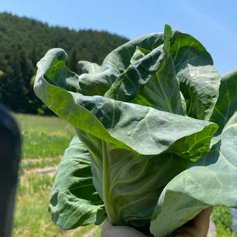 6【数量限定】農薬不使用の旨キャベツ！今だけの柔らかい春キャベツを是非！ 春キャベツ6玉（大きさにより数変わります） 野菜/キャベツ通販