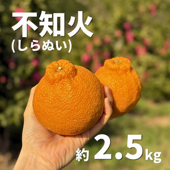 濃厚な甘さ！不知火（しらぬい）約2.5kg 愛媛県産 ｜ 果物/オレンジ 