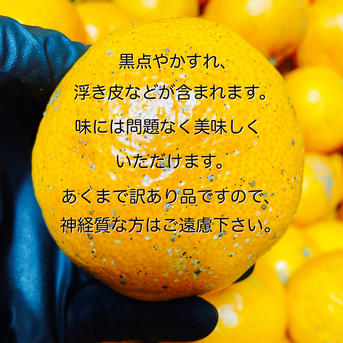 訳あり有田みかん 約10キロ 早生 訳あり | 果物/温州みかん 産直アウル