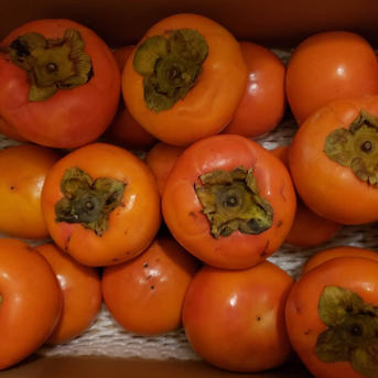 ⭐︎収穫最終期⭐︎【送料500円割引】富有柿5kg 💎和歌山・橋本産の