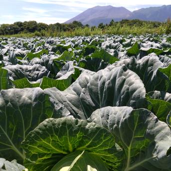群馬県嬬恋産　キャベツ2玉　※2025/7/19～21発送 2玉 野菜/キャベツ通販
