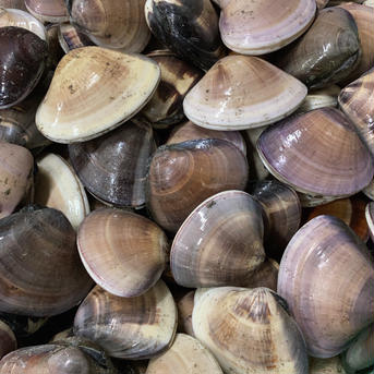 真空冷凍はまぐり（中）　1個50〜70g   約500g×4パック 1個50〜70g   約500g×4パック 魚介類/蛤通販