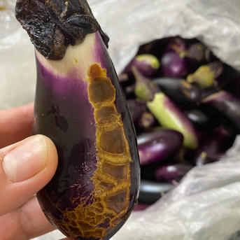 (訳あり、早い者勝ち)傷ナス　化学肥料、農薬不使用 4kg 野菜/茄子通販